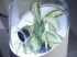 Chlorophytum